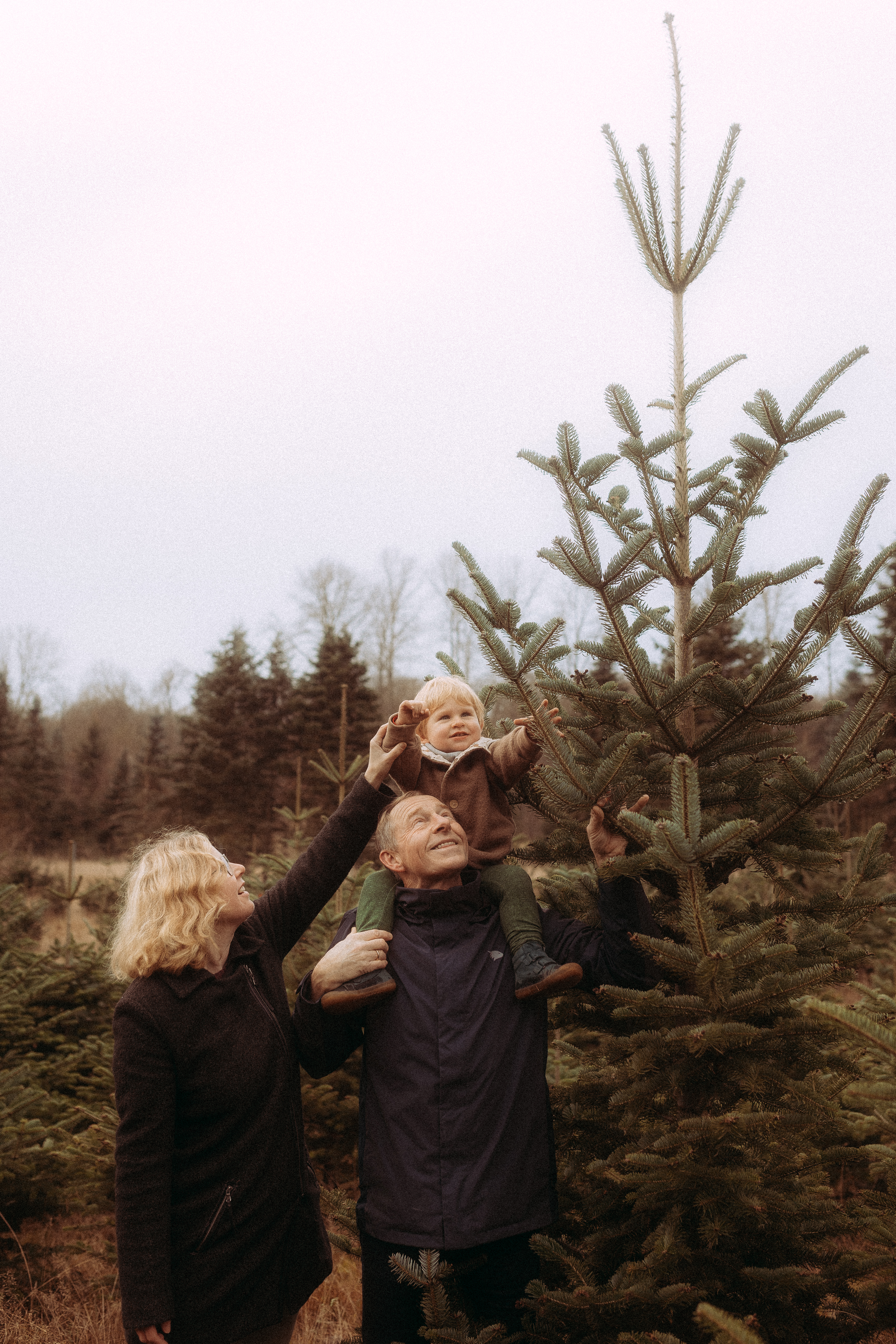 Familie sucht Weihnachtsbaum aus: Vater mit Kindl auf Schultern, Mama zeigt auf Baumspitze.