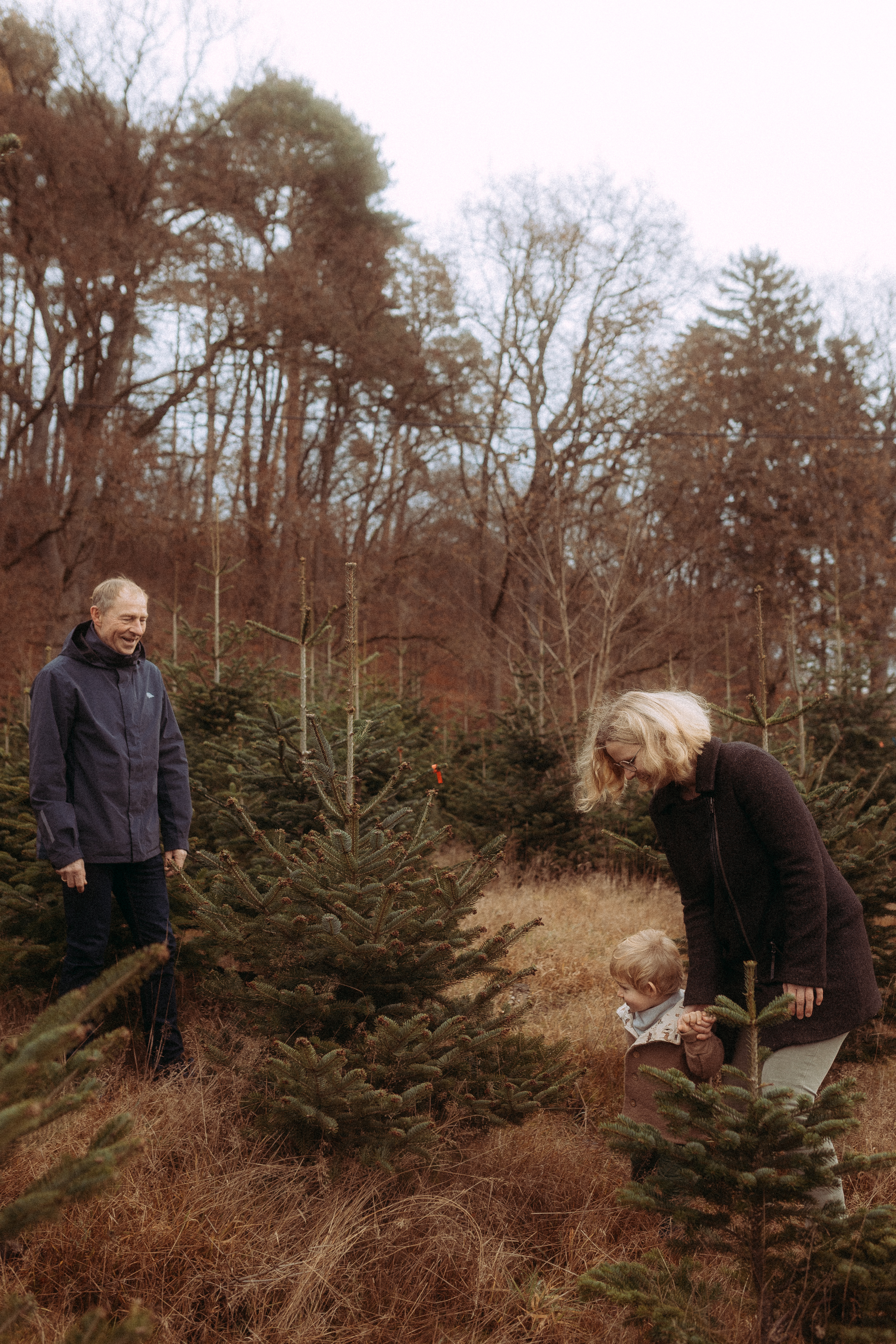Familie sucht Weihnachtsbaum im winterlichen Tannenbaumwald. Opa, Oma und Enkelkind.