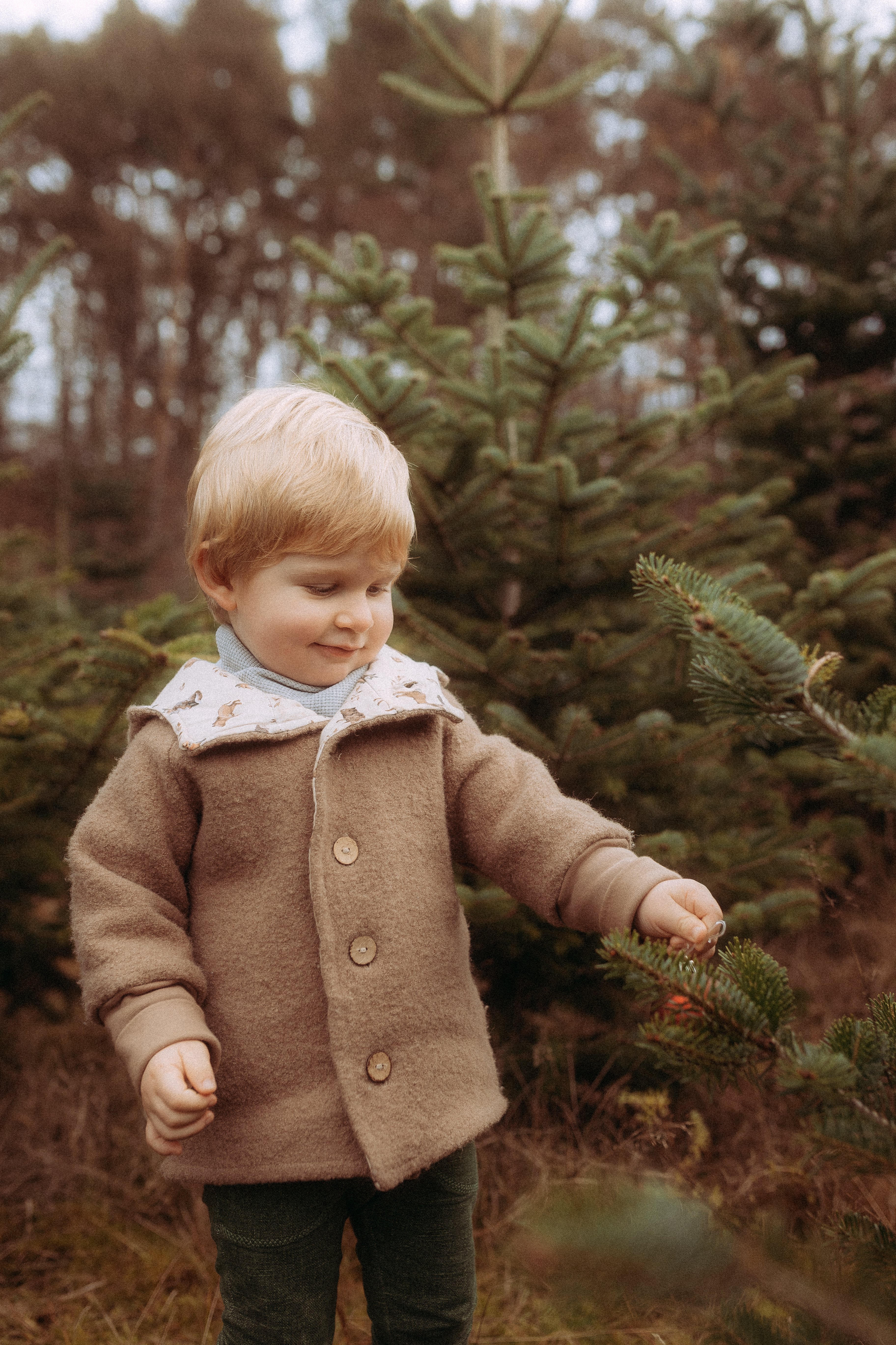 Kleiner Junge im Weihnachtsbaumverkauf in Basthorst, trägt Wolljacke