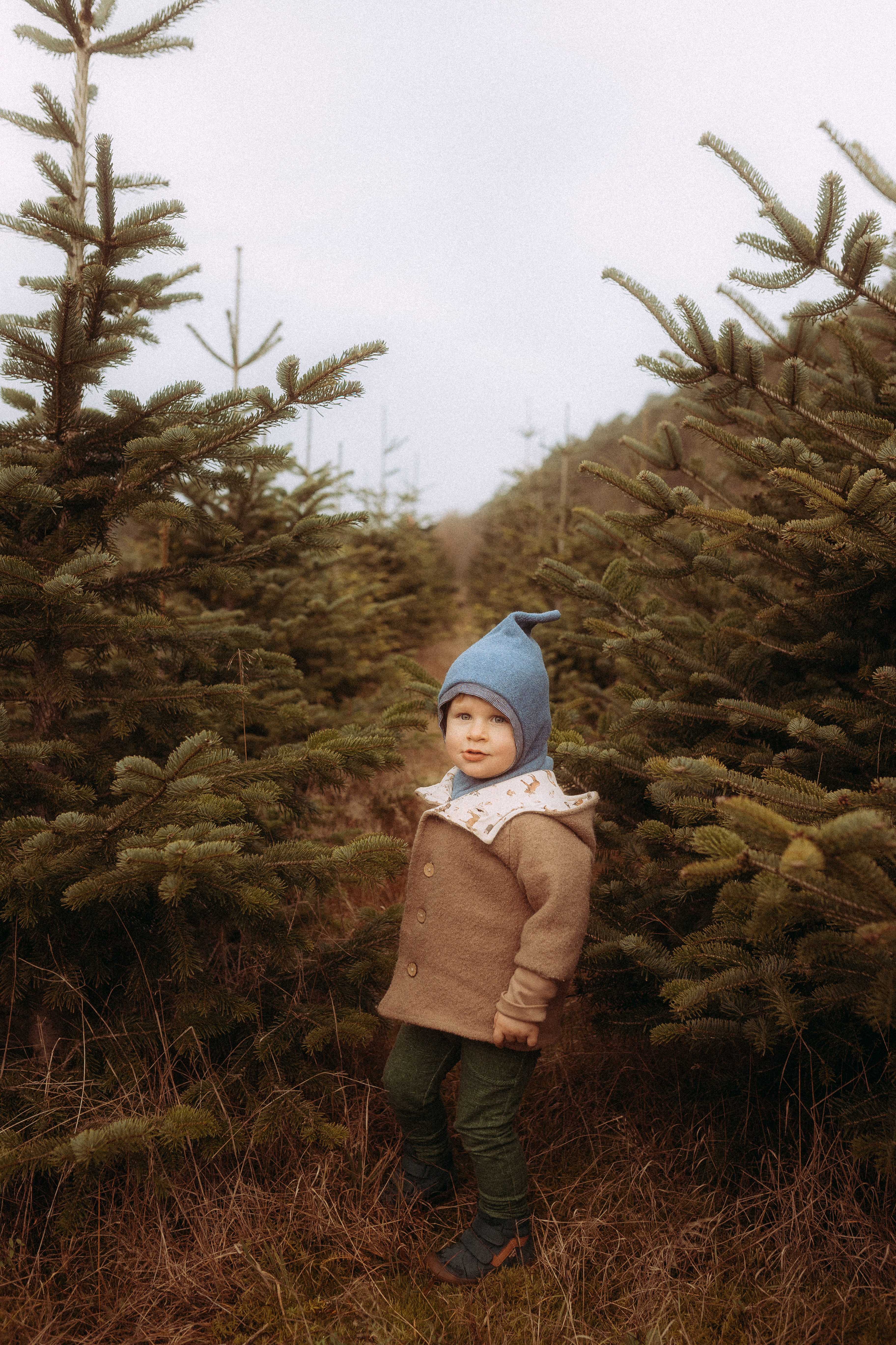 Kleiner Junge mit blauer Mütze zwischen Weihnachtsbäumen in Friedland (MV)