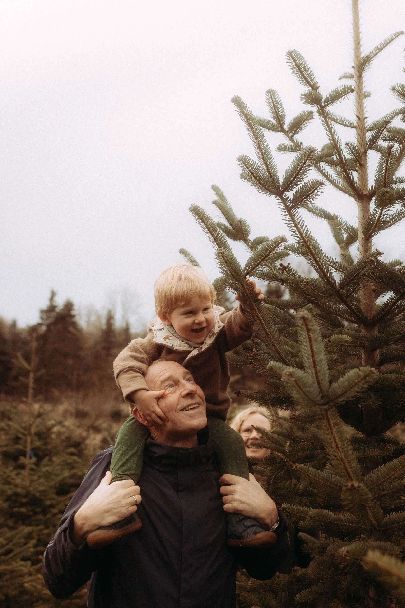 Kleinkind auf Opas Schultern am Weihnachtsbaum