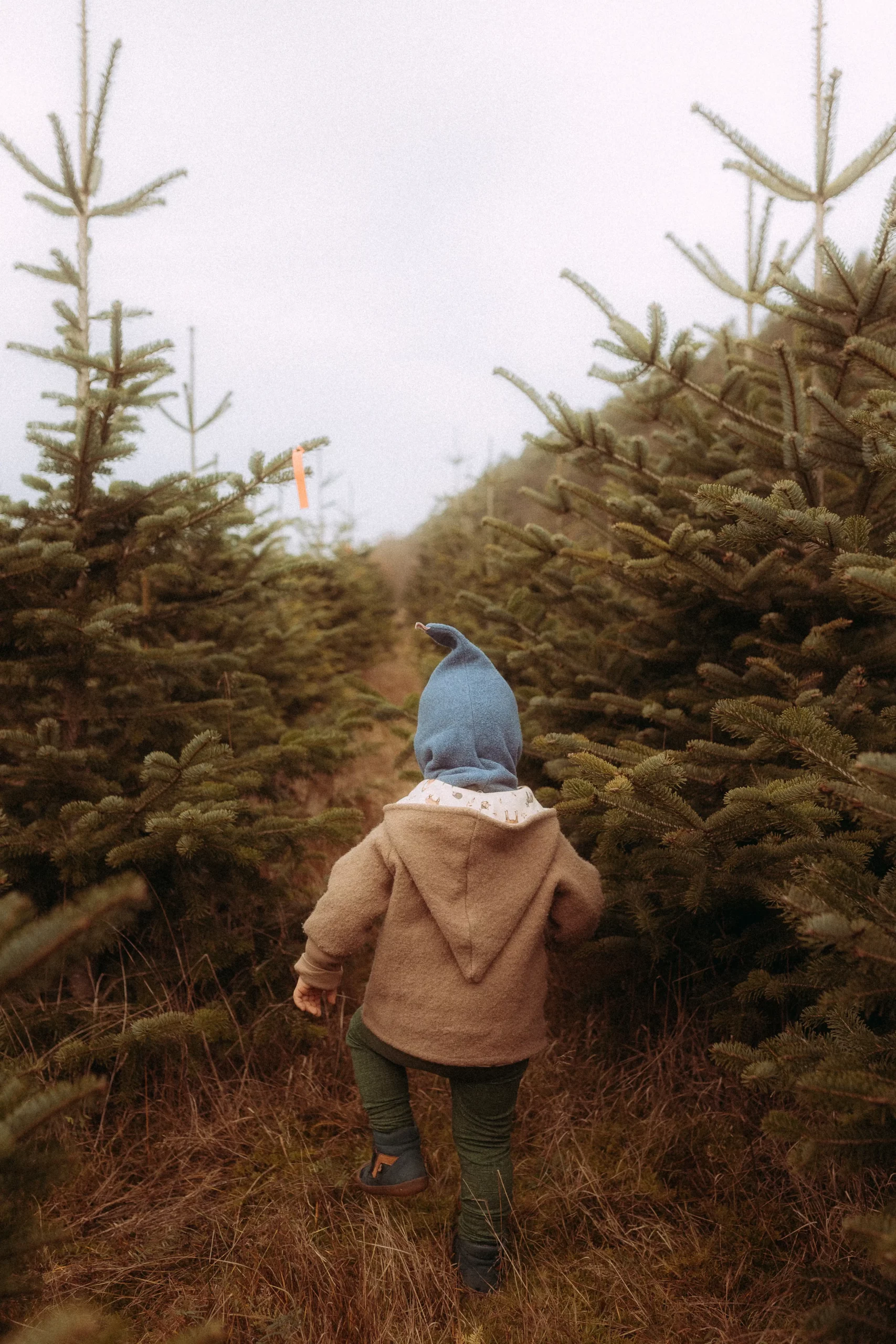 Kind läuft durch Weihnachtsbaumplantage