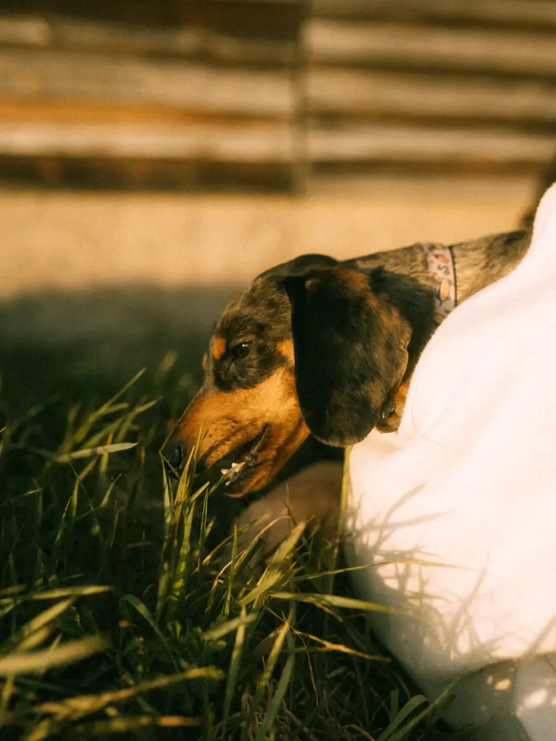 Ein kurzhaariger Dackel mit braun-schwarzem Fell liegt entspannt im hohen Gras und knabbert an einem Grashalm. Das warme, goldene Licht der Abendsonne taucht den Hund in eine gemütliche Atmosphäre, während er neben einer Person in weißer Kleidung ruht.