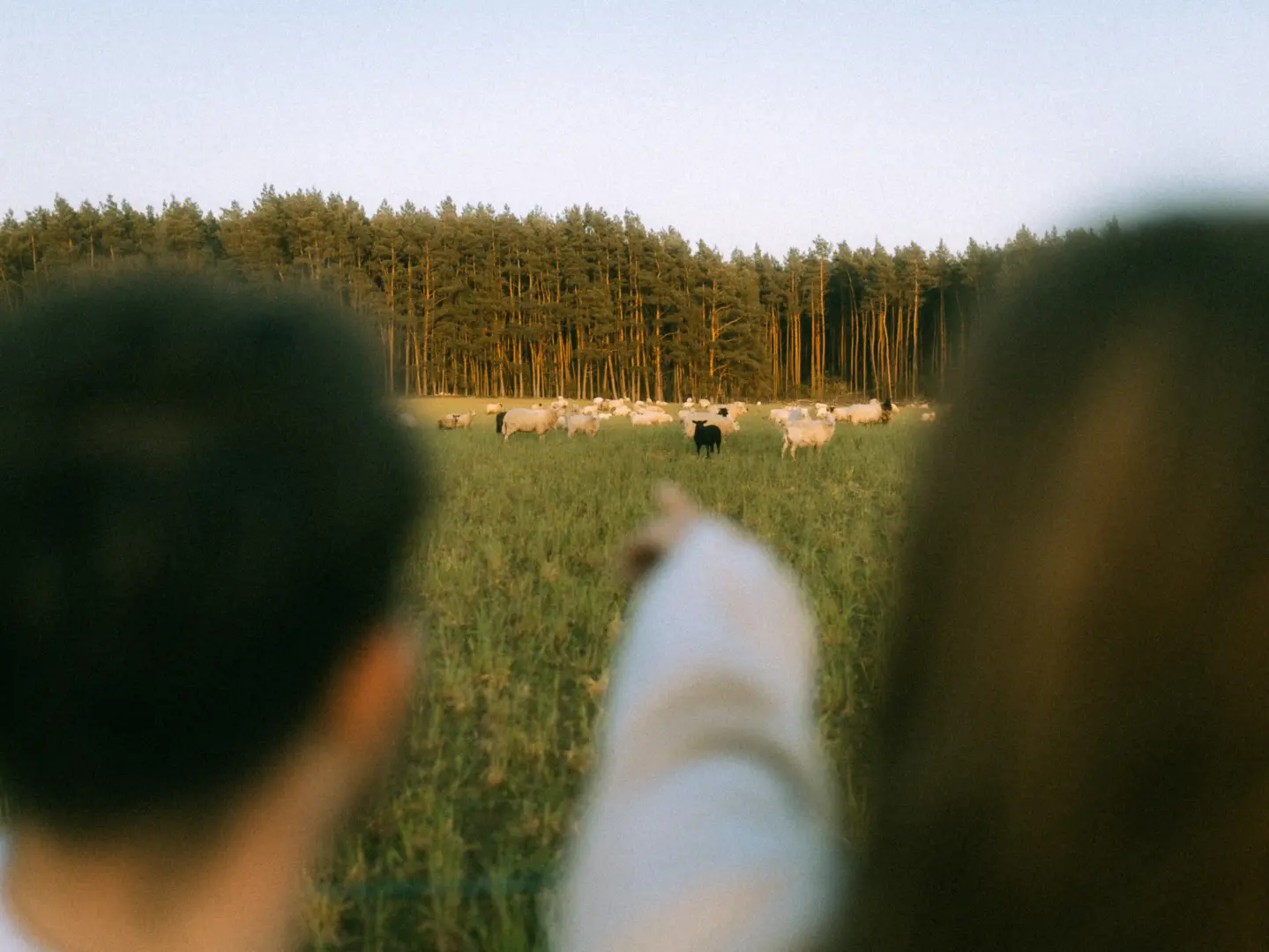 Ein Paar betrachtet bei Sonnenuntergang eine Schafherde auf einer Wiese vor einem Waldrand, wobei eine Person mit dem Finger auf ein einzelnes schwarzes Schaf deutet. Romantische Stimmung bei Pärchenfotos in Schwerin.