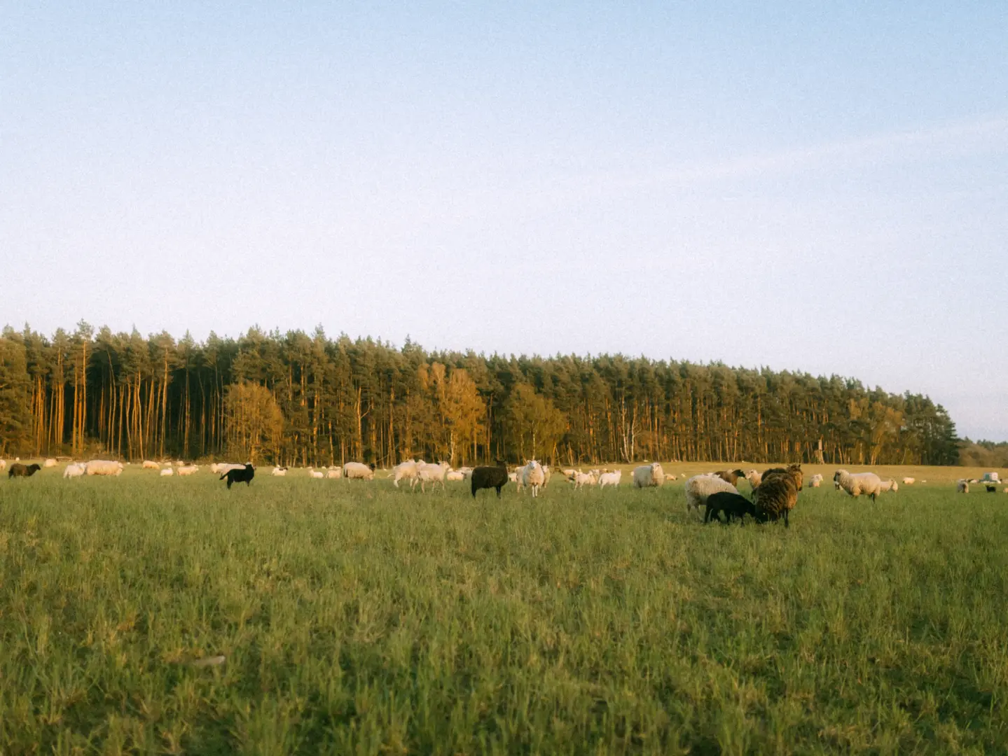 Eine friedliche Schafherde mit weißen und schwarzen Schafen grast auf einer weitläufigen, grünen Wiese vor einem dichten Kiefernwald im warmen Licht der Abendsonne.