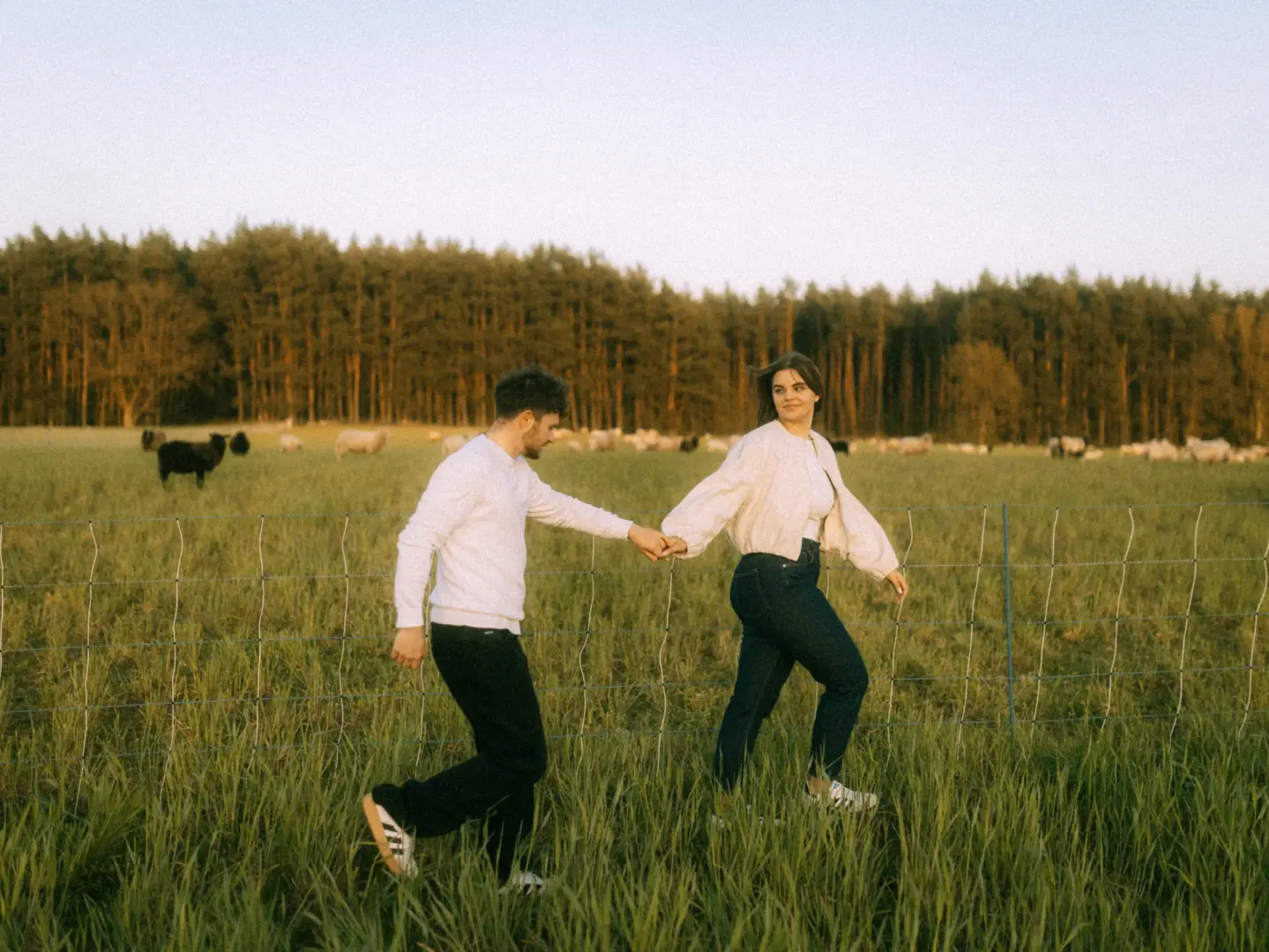Ein junges Paar hält händchenhaltend inne bei einem romantischen Spaziergang auf einer grünen Wiese vor einer Waldkulisse mit Schafen. Die beiden tragen legere Kleidung im Partnerlook. Authentische Pärchenfotos Schwerin in natürlichem Licht bei Sonnenuntergang.