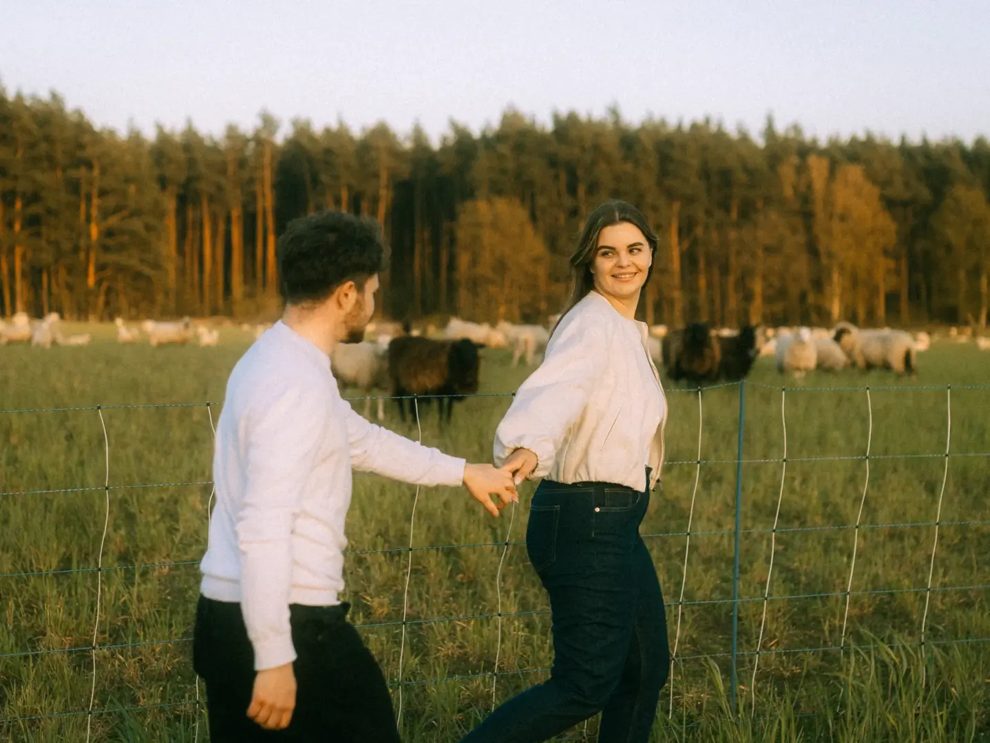 Ein glückliches Paar hält Händchen bei einem Spaziergang auf einer Weide vor einer Schafherde und einem Waldrand im warmen Abendlicht. Diese authentischen Pärchenfotos in Schwerin fangen eine romantische Stimmung in der Natur ein.