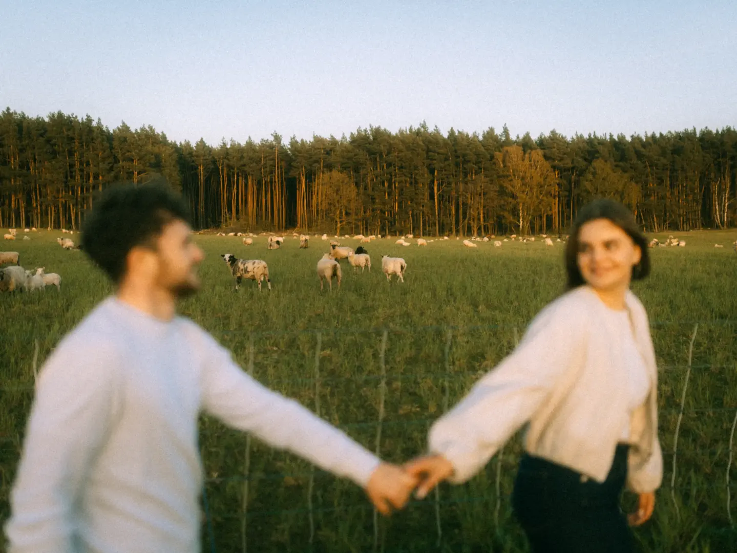 Ein junges Paar hält sich bei einem romantischen Spaziergang auf einer Weide an den Händen, während im Hintergrund eine Schafherde vor einem Waldrand grast. Die stimmungsvolle Aufnahme fängt einen intimen Moment ein, ideal für authentische Pärchenfotos Schwerin.
