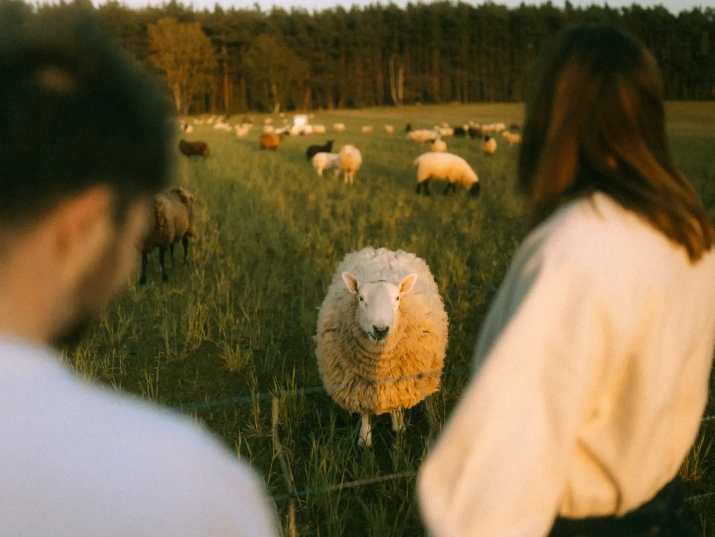 Ein Pärchen steht in der goldenen Abendsonne auf einer Weide und betrachtet gemeinsam ein neugieriges Schaf, während weitere Schafe im Hintergrund grasen. Diese authentischen Pärchenfotos in Schwerin fangen einen intimen und naturverbundenen Moment in der Natur ein.