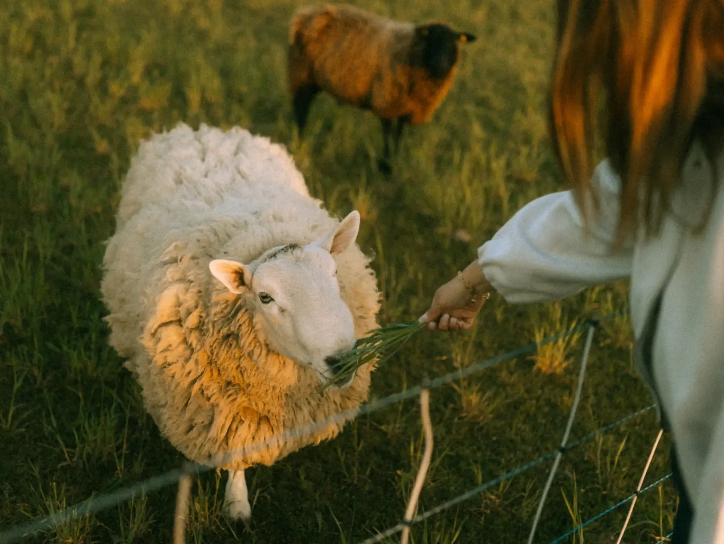 Eine Person füttert ein flauschiges weißes Schaf mit frischem Gras über einen Weidezaun hinweg, während ein weiteres dunkles Schaf im Hintergrund auf der sonnendurchfluteten Wiese steht. Eine stimmungsvolle Szene, festgehalten von einem Fotograf für Pärchen in Schwerin.