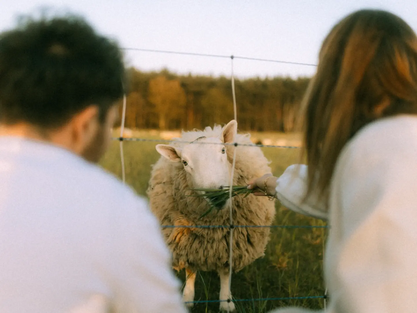 Ein Paar füttert gemeinsam ein wolliges Schaf durch einen Weidezaun auf einer Wiese im warmen Licht des Sonnenuntergangs. Diese romantischen Pärchenfotos in Schwerin fangen einen intimen, naturverbundenen Moment zwischen den beiden und dem Tier ein.