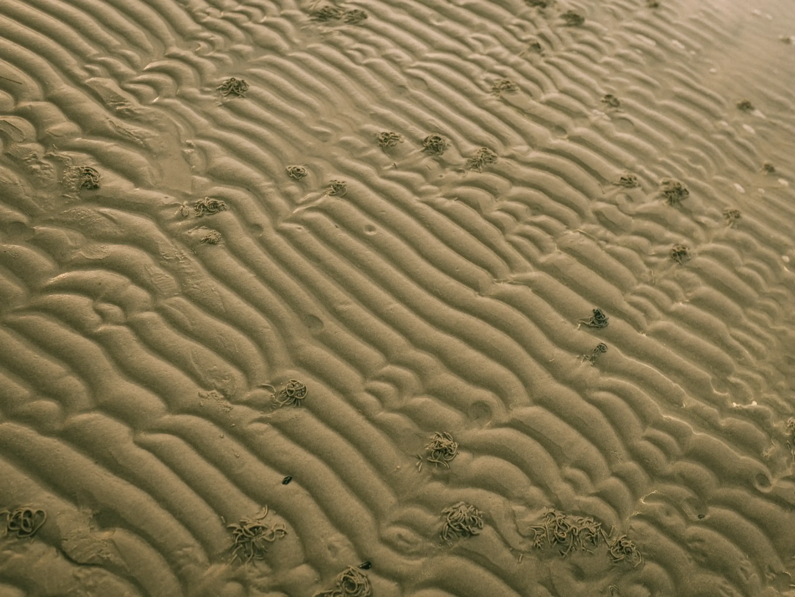 Sandige Texturen am Strand mit charakteristischen, spiralförmigen Ablagerungen von Wattwürmern auf den durch Ebbe und Flut geformten Sandrippeln bei natürlichem Licht.