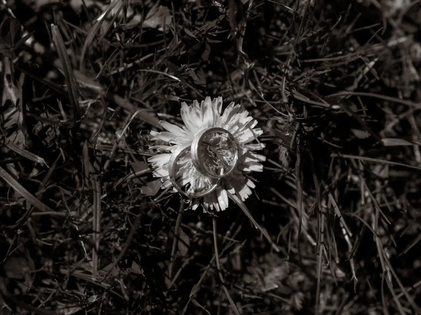 Zwei filigrane Eheringe liegen kunstvoll platziert auf einer blühenden Blume inmitten von dichtem Gras. Diese stimmungsvolle Nahaufnahme fängt ein romantisches Detail für den Hochzeitsfotograf in Schwerin und MV ein.