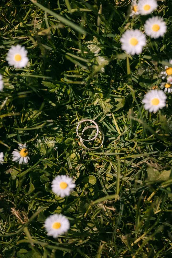 Zwei silberne Eheringe liegen kunstvoll in einer grünen Wiese zwischen blühenden Gänseblümchen. Die Nahaufnahme fängt die romantische Stimmung ein, perfekt für Hochzeitsfotos vom Hochzeitsfotograf in Schwerin und MV.