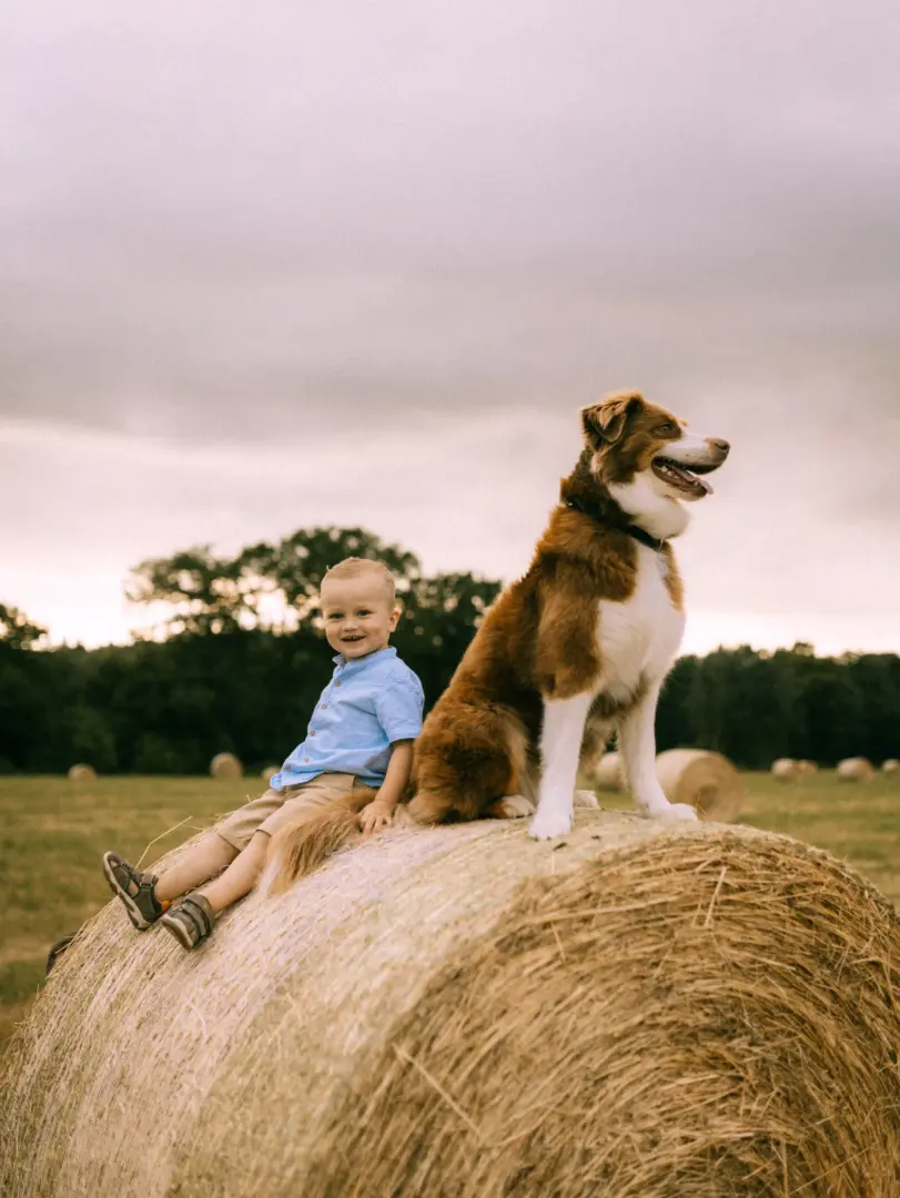 Ein kleiner Junge in einem hellblauen Hemd sitzt lächelnd neben einem braun-weißen Australian Shepherd auf einem großen Heuballen auf einem Feld. Im Hintergrund ist ein Wald unter einem bewölkten Abendhimmel zu sehen. Familienfotograf in Schwerin.