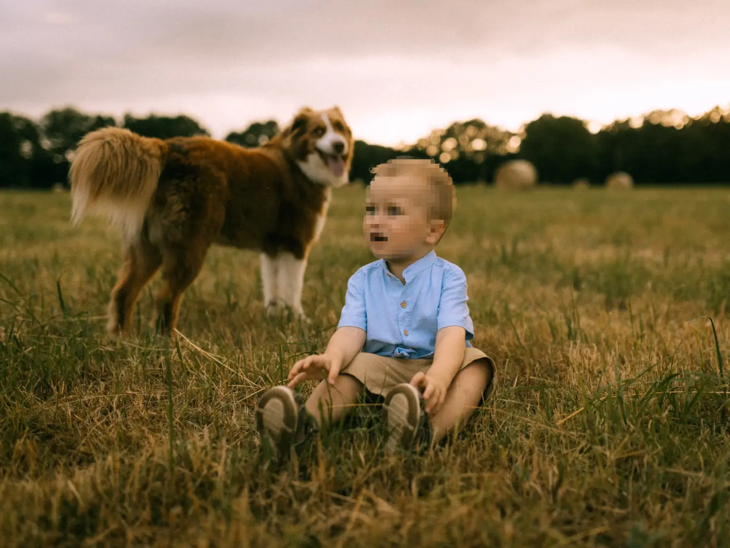 Ein kleines Kind in einem hellblauen Hemd und beigen Shorts sitzt auf einer sonnenbeschienenen Wiese, während ein brauner Hund im Hintergrund steht. Diese Aufnahme eines Fotografen für Familien in Schwerin fängt einen natürlichen, warmen Moment in der Natur ein.