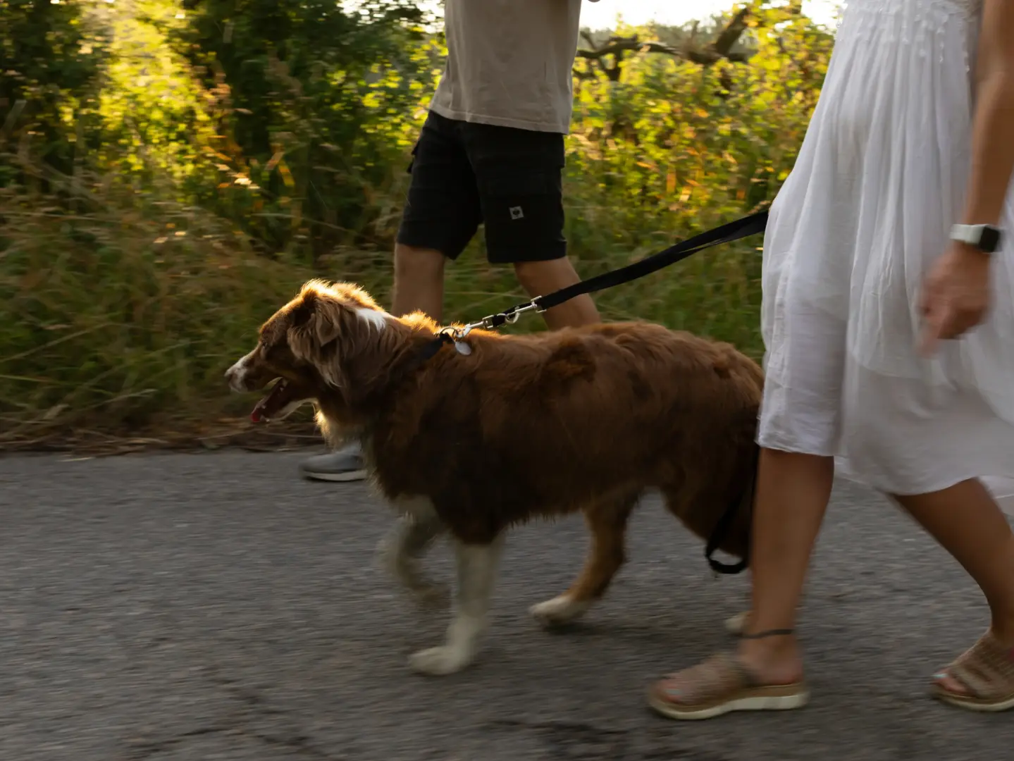 Ein Paar bei einem entspannten Spaziergang mit seinem Australian Shepherd Hund auf einem ländlichen Weg im warmen Licht der Abendsonne. Die Szene fängt einen natürlichen Moment für Pärchenfotos Schwerin ein, während der Hund fröhlich an der Leine nebenher läuft.