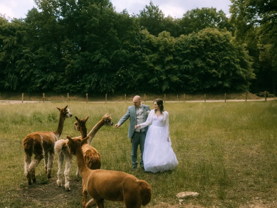 Ein Brautpaar interagiert bei einer entspannten Hochzeitsfotosession auf einer Wiese mit mehreren Alpakas, aufgenommen von einem Hochzeitsfotograf in Schwerin und MV. Die Braut trägt ein weißes Kleid mit Jäckchen, der Bräutigam einen grauen Anzug vor einer grünen Waldkulisse.